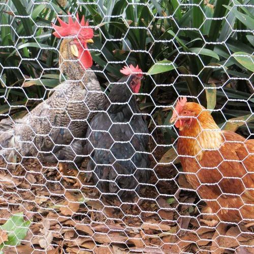 Chicken Wire Mesh 3/4''x 3'- 30m Roll